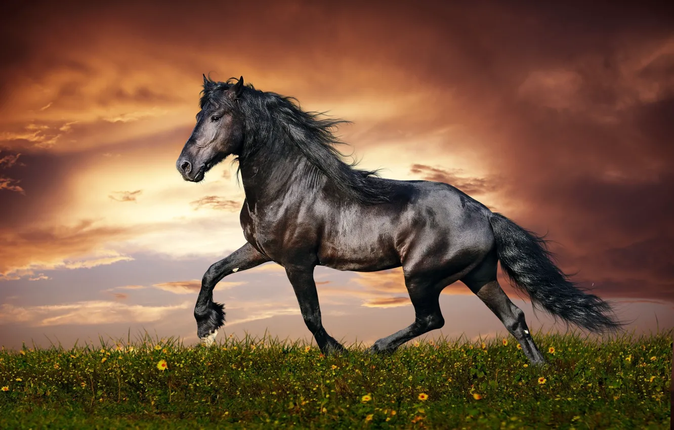 Wallpaper flower, sky, field, nature, sunset, clouds, mane, hana, muscular,  Horse, kumo, beautiful animal, thoroughbred, trot, shiny fur images for  desktop, section животные - download