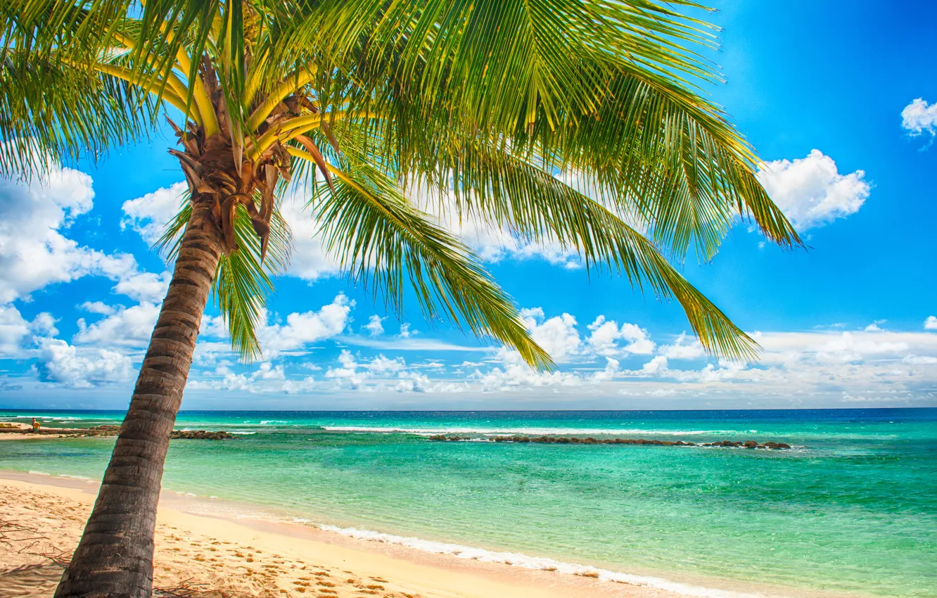 Photo wallpaper sand, sea, beach, tropics, palm trees, shore, summer, sunshine, beach, sea, ocean, paradise, vacation, palms, …