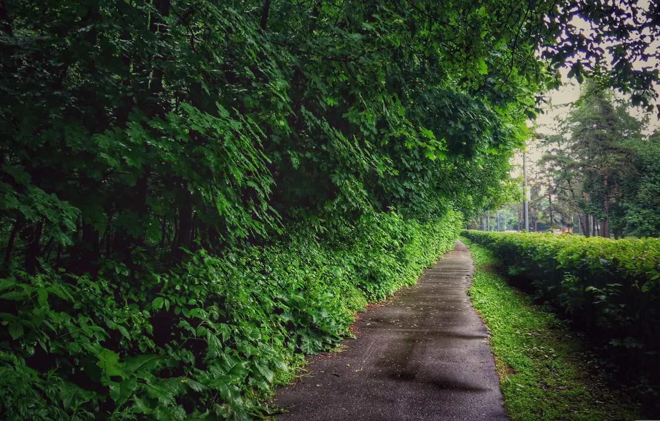 Photo wallpaper Greens, Nature, Tree, Road, Grass, Trees, Forest, The bushes, Track