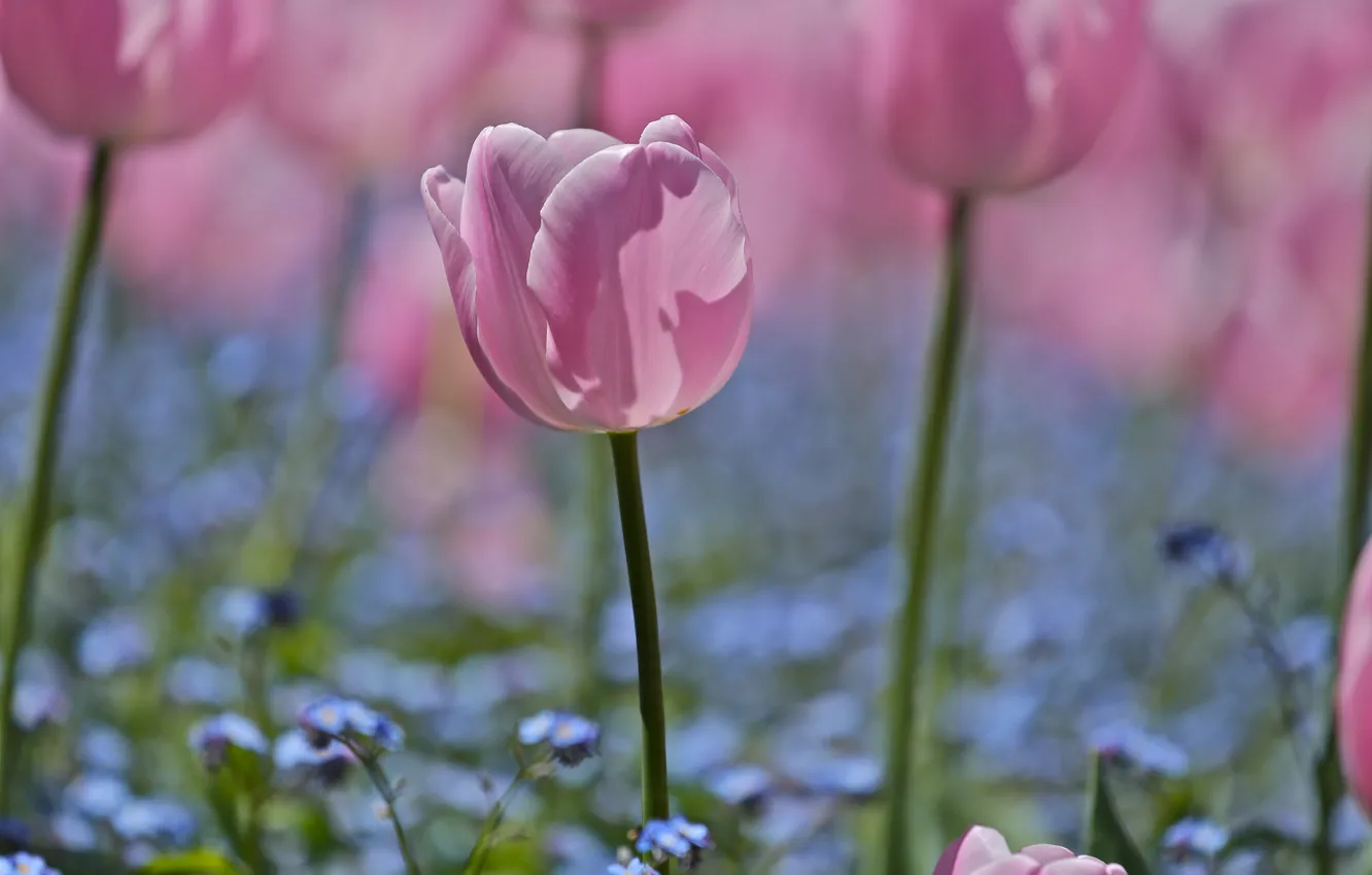 Photo wallpaper field, Flowers, petals, blur, blue, tulips, pink, forget-me-nots
