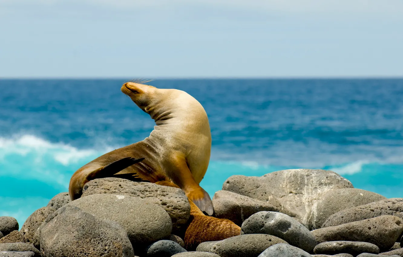 Wallpaper stones, seal, Sea, Navy seal, sea lion images for desktop,  section животные - download