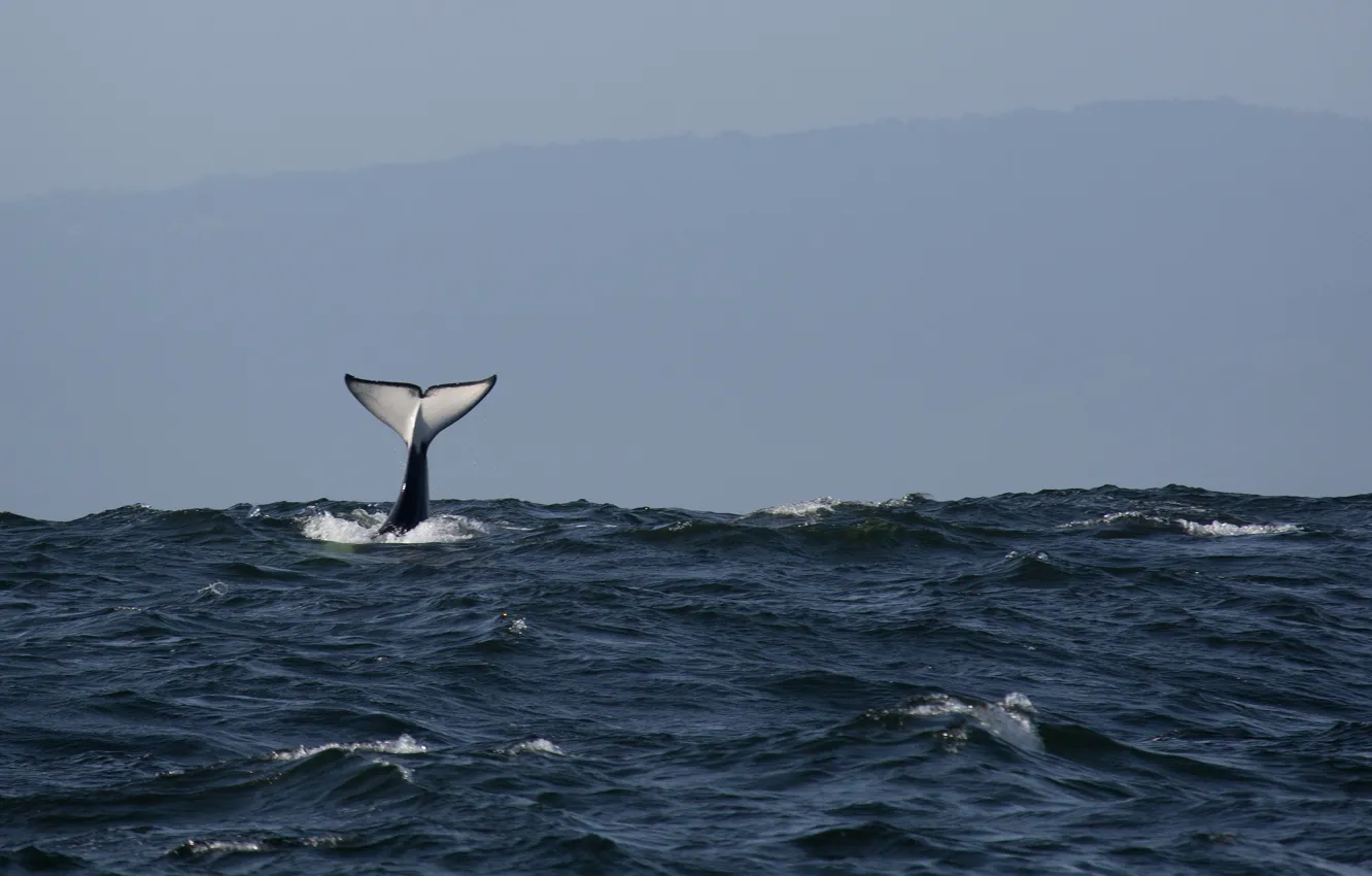 Wallpaper pacific ocean, ocean, fluke, killer whale, orca images for  desktop, section животные - download