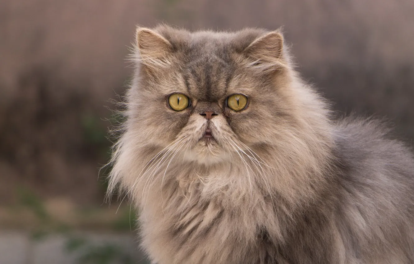 Photo wallpaper cat, look, fluffy, Persian cat