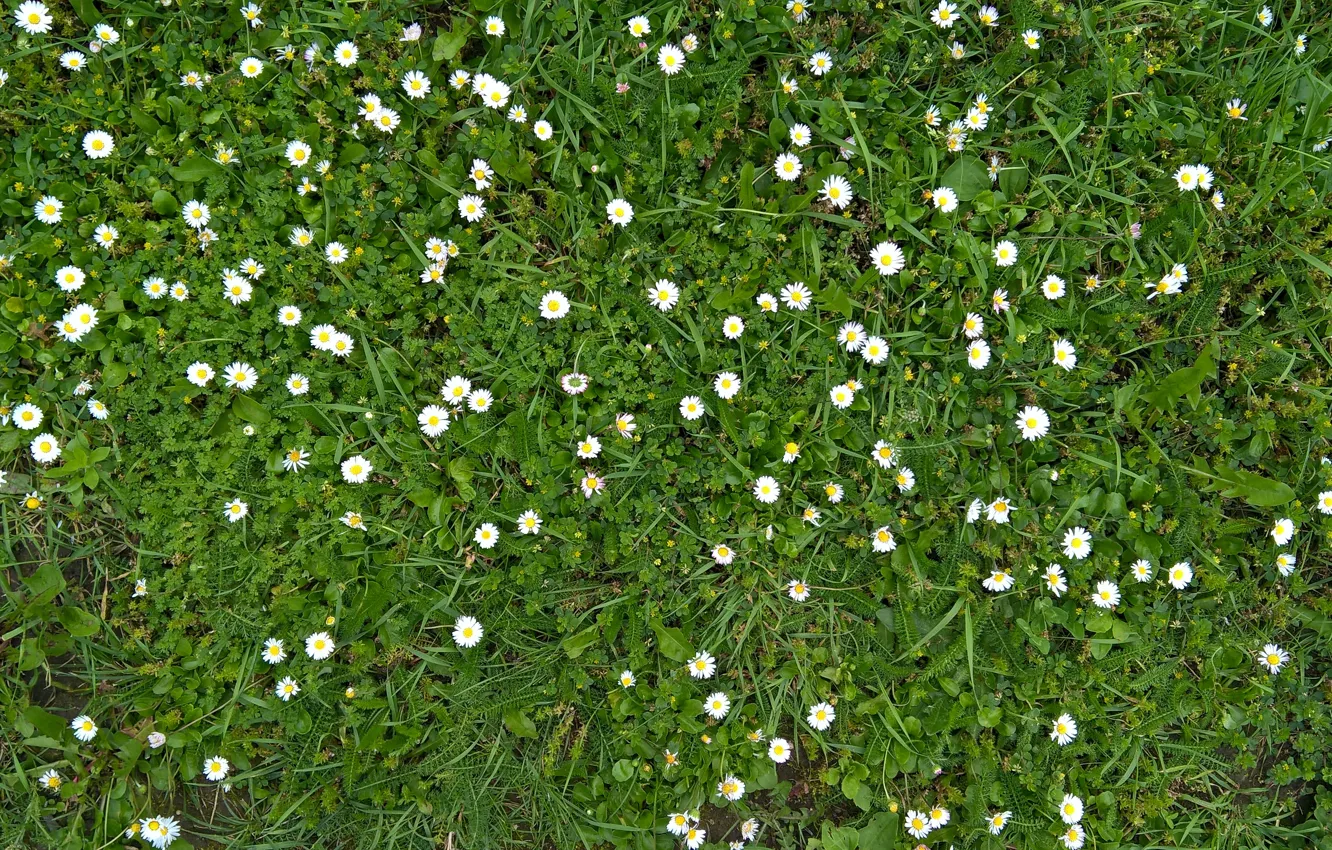 Photo wallpaper green, wallpaper, white, grass, yellow, texture, flowers, background, pattern, meadow