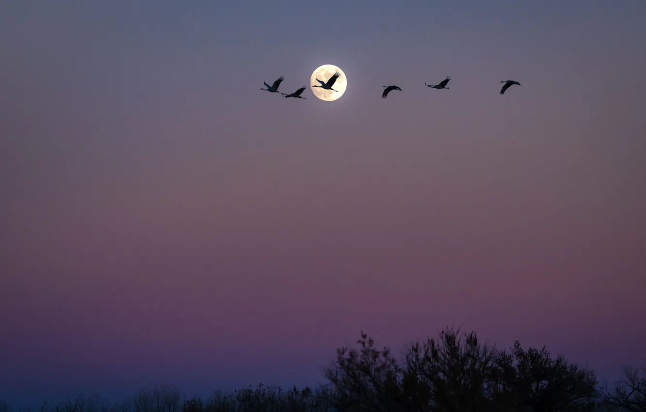 Photo wallpaper birds, night, pack, The moon, USA, New Mexico, San Antonio