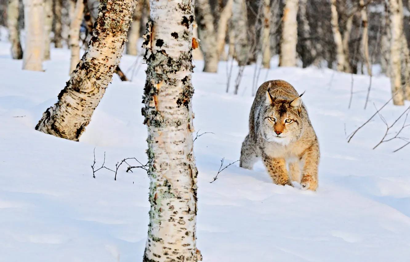 Photo wallpaper winter, forest, cat, snow, nature, trunks, the snow, birch, lynx, grove, wild