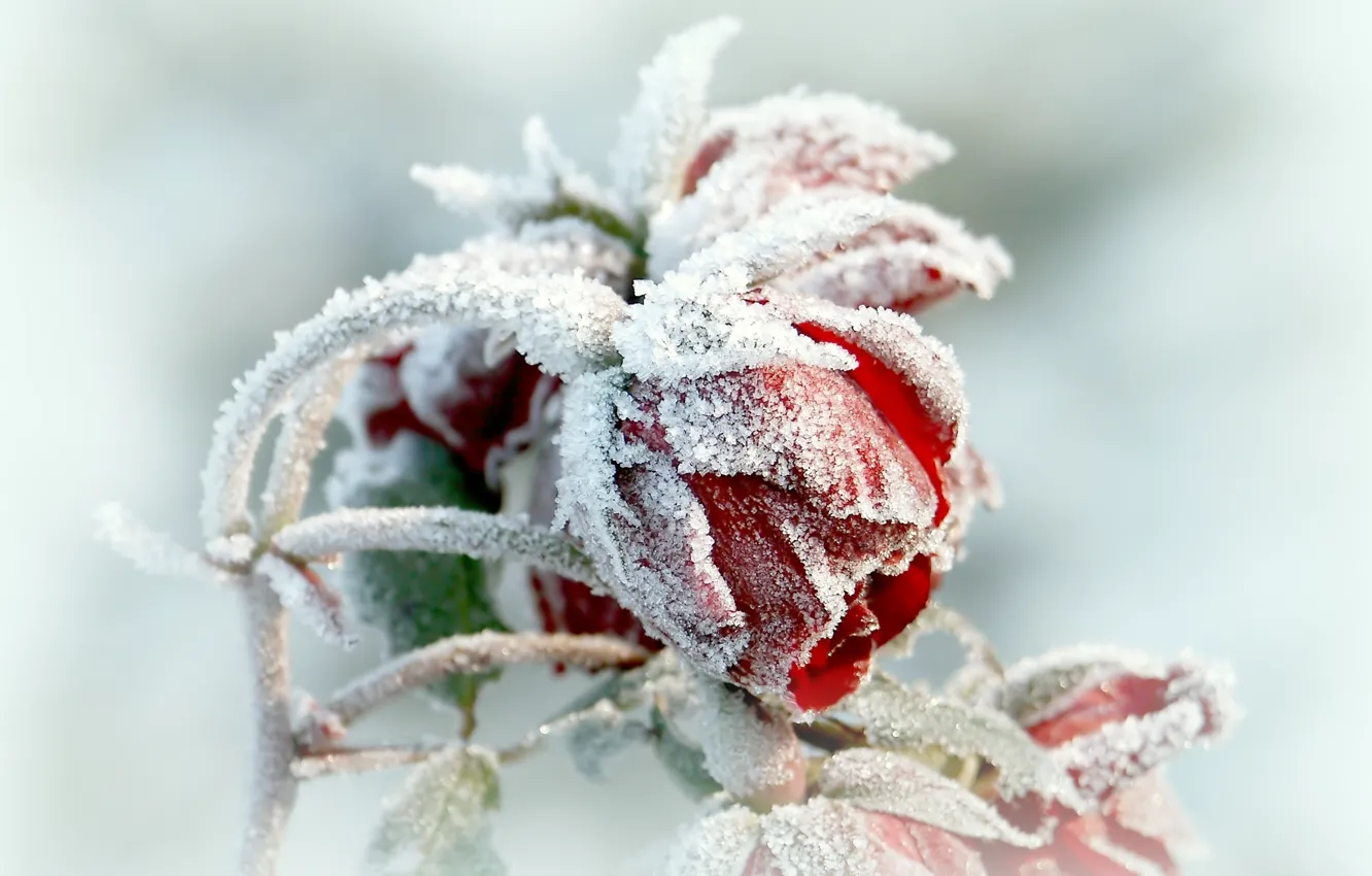 Wallpaper flower, winter, frosen images for desktop, section цветы -  download