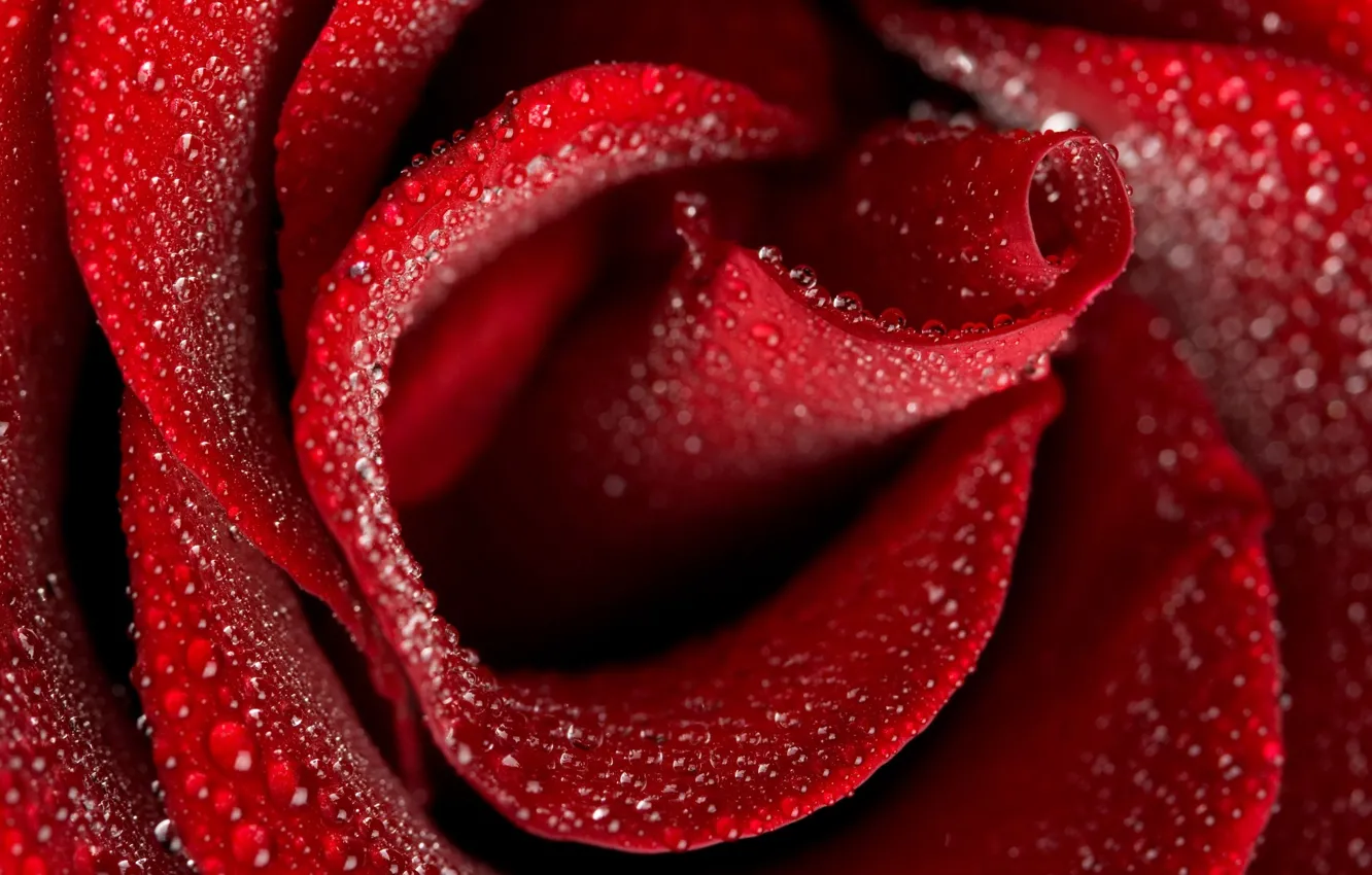 Wallpaper drops, macro, flowers, red, rose images for desktop, section  цветы - download