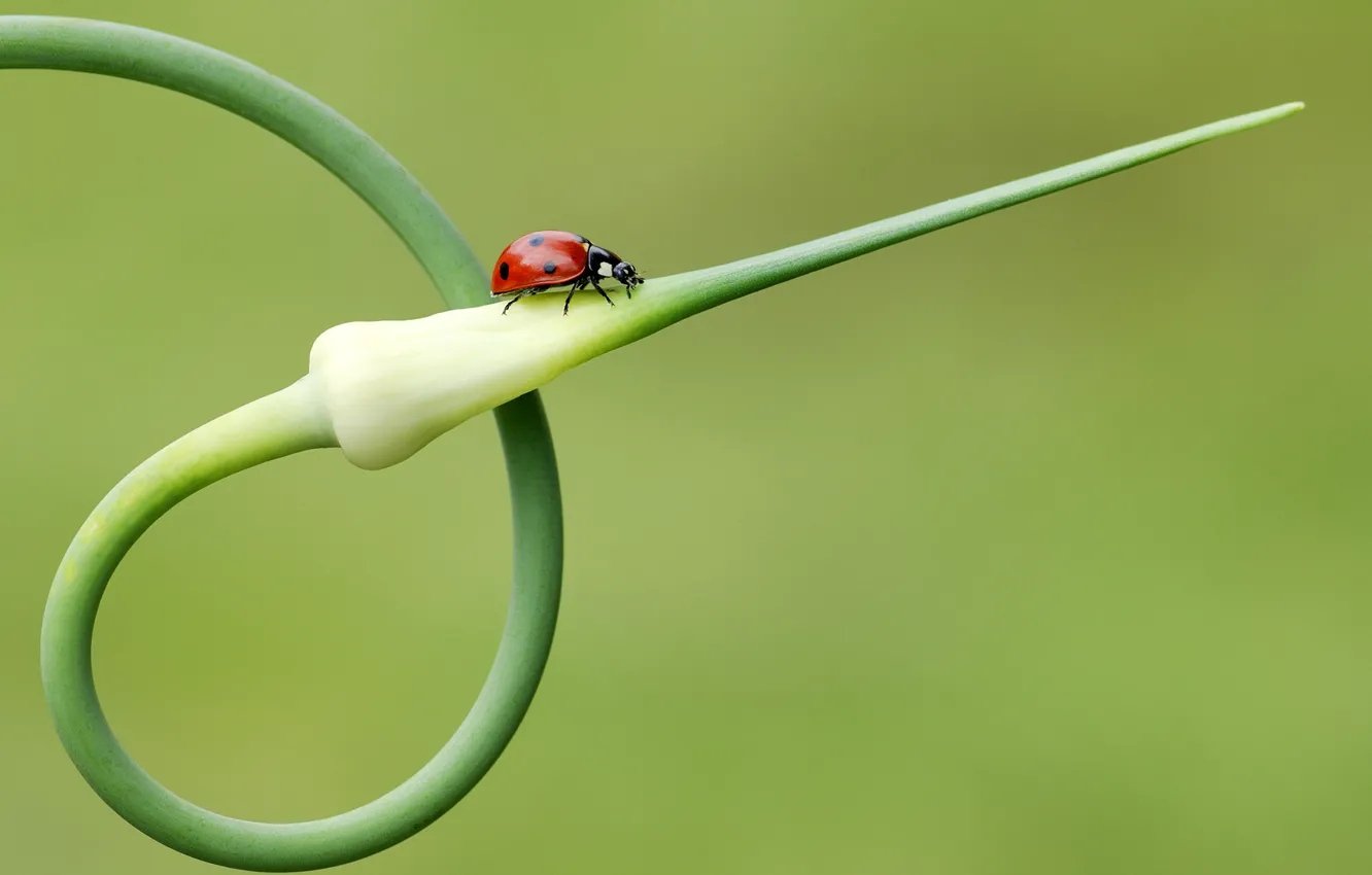 Photo wallpaper plant, ladybug, arrow, insect