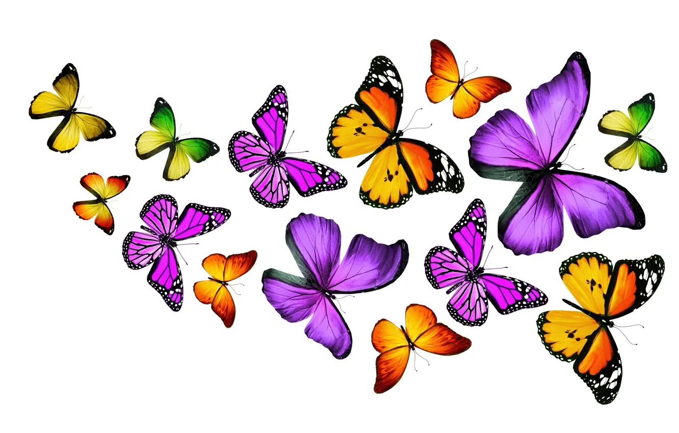 Wallpaper butterfly, colorful, colorful, butterflies images for desktop,  section рендеринг - download