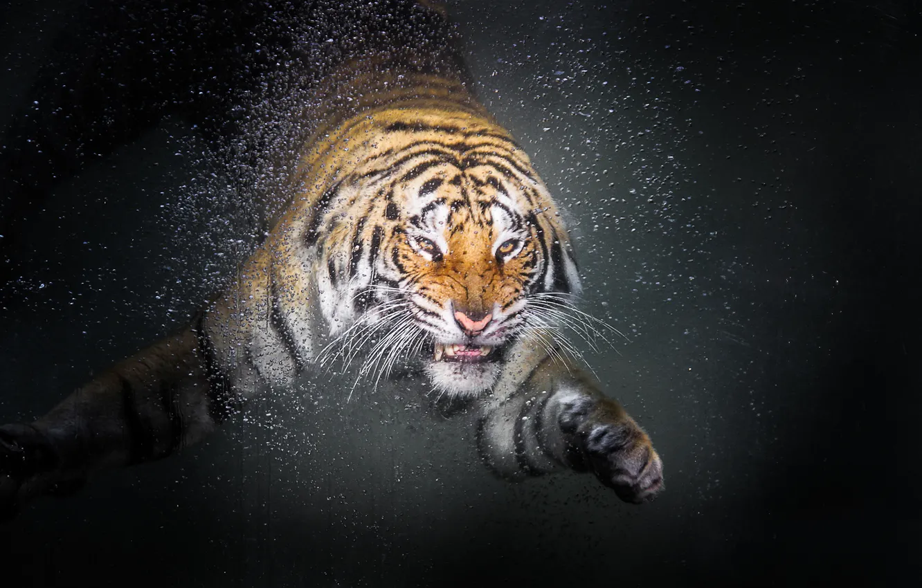Wallpaper tiger, drop, water, animal images for desktop, section животные -  download