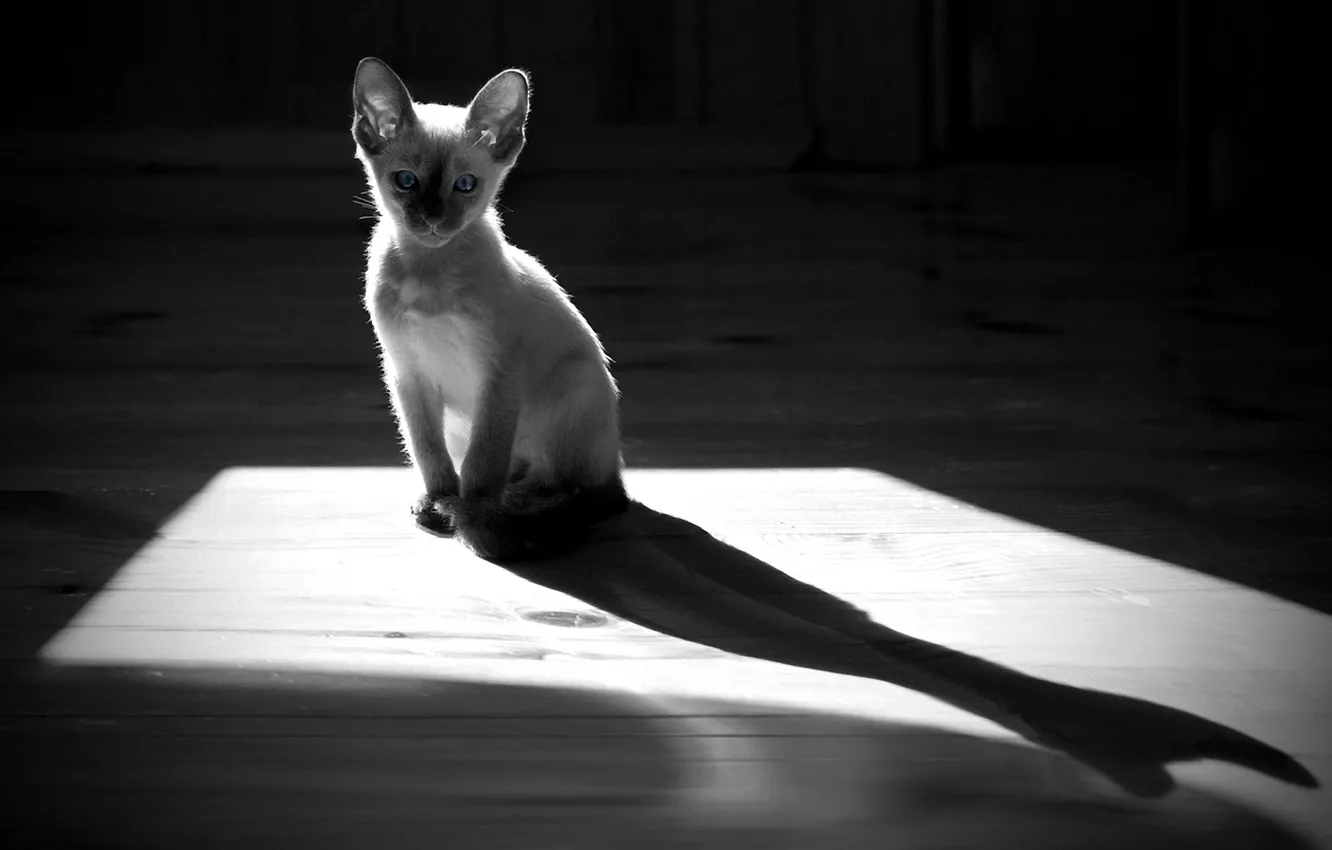 Photo wallpaper cat, cat, shadow, silhouette, contrast, floor, kitty, monochrome
