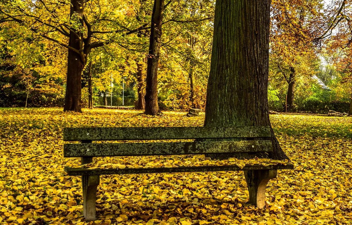 Wallpaper autumn, Park, bench images for desktop, section природа - download