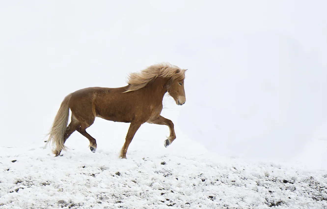 Photo wallpaper freedom, winter, snow, horse, wind, freeze, wildlife, frost