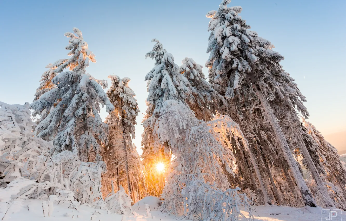 Photo wallpaper winter, forest, the sun, light, snow, trees, nature