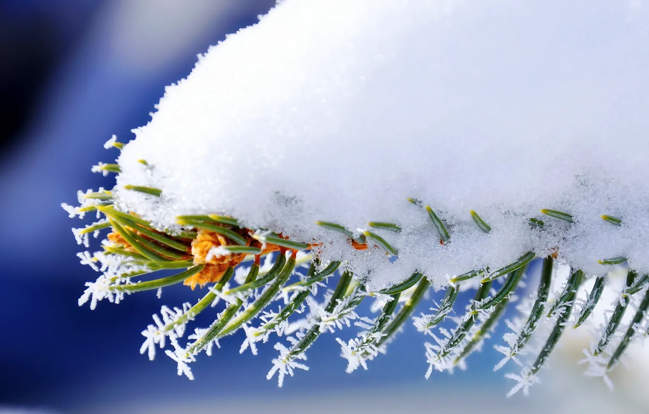 Photo wallpaper nature, winter, snow, macro, spruce, Branch