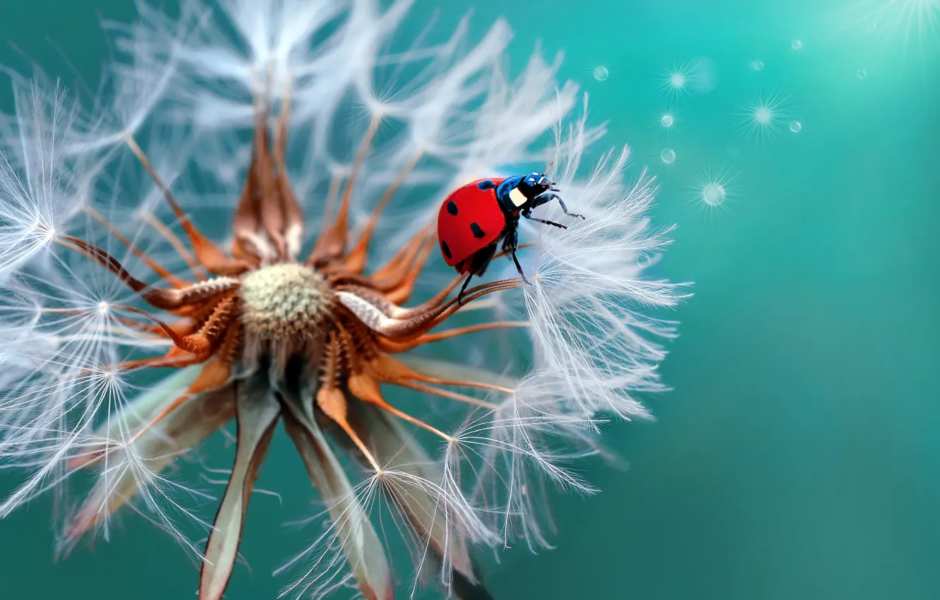 Photo wallpaper macro, dandelion, ladybug, beetle
