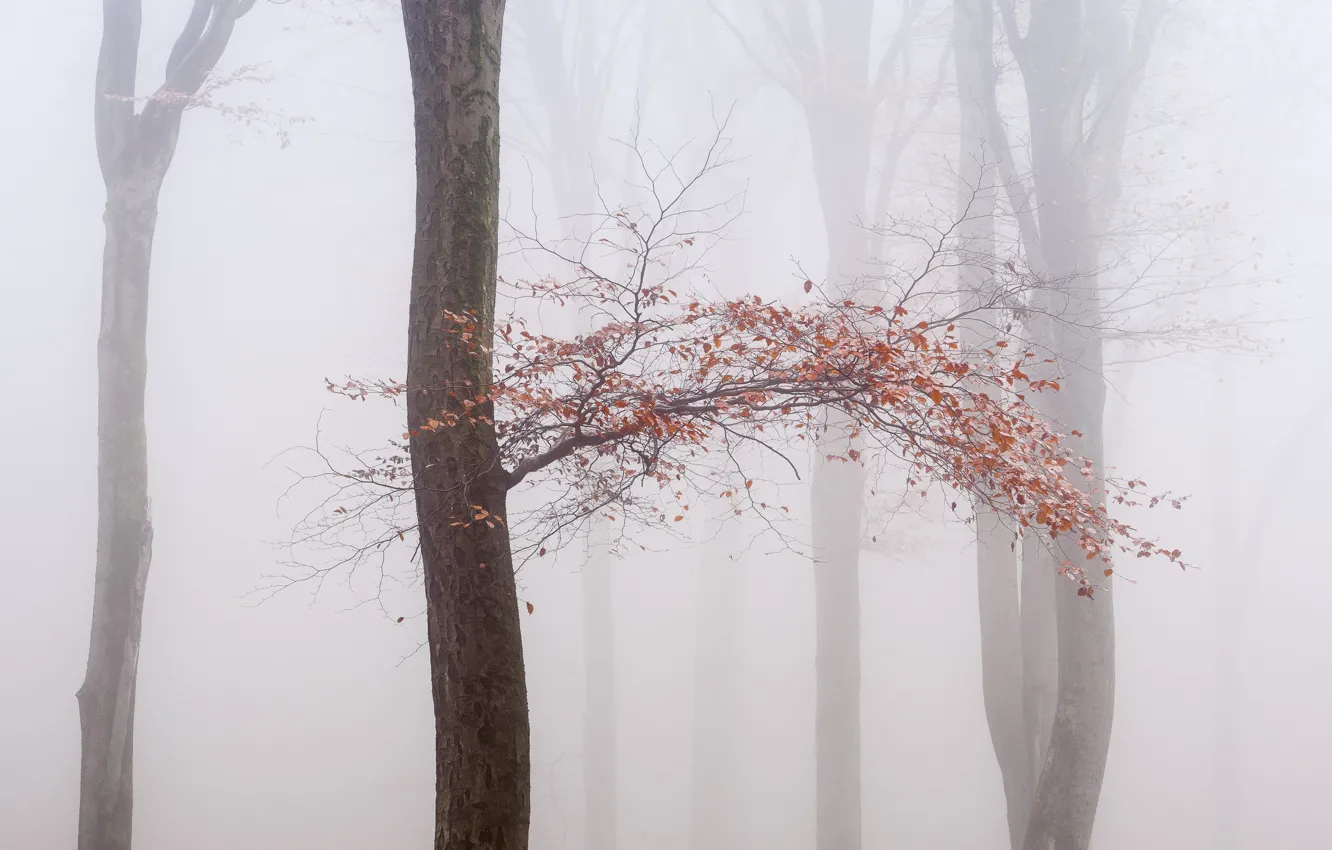 Photo wallpaper autumn, fog, tree