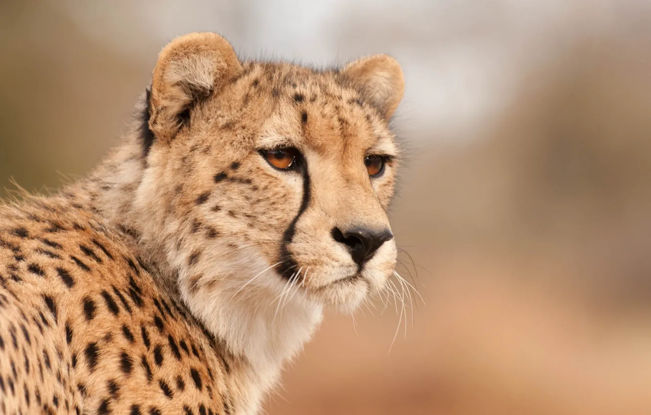 Wallpaper face, Cheetah, looks images for desktop, section кошки - download