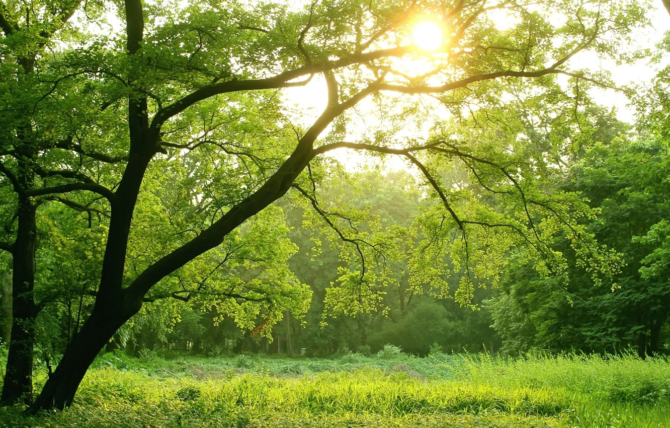 Wallpaper green, light, forest, trees, sun images for desktop, section  природа - download