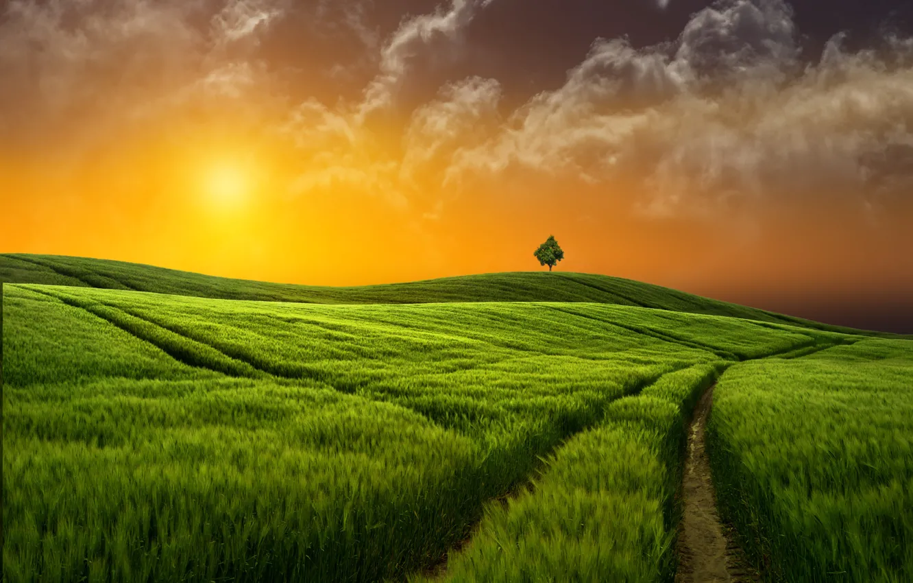 Photo wallpaper field, grass, sunset, Nature