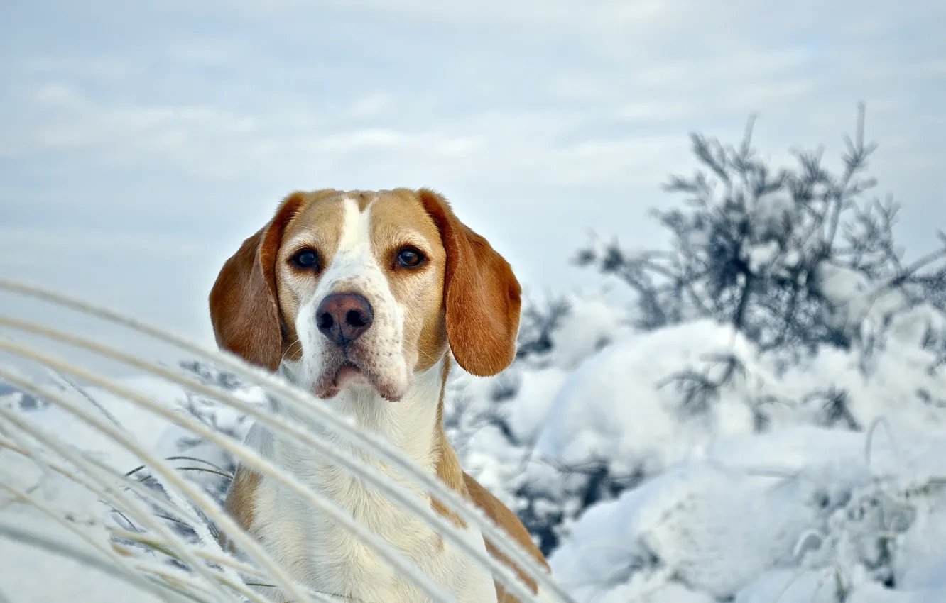 Wallpaper winter, dog, Beagle images for desktop, section собаки - download