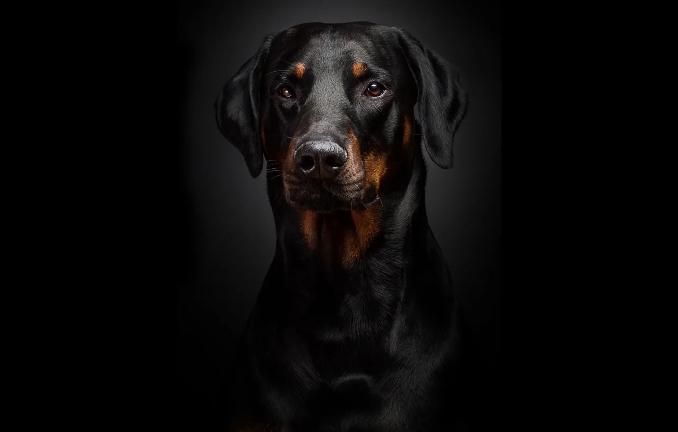 Wallpaper background, black, portrait, Doberman images for desktop, section  собаки - download
