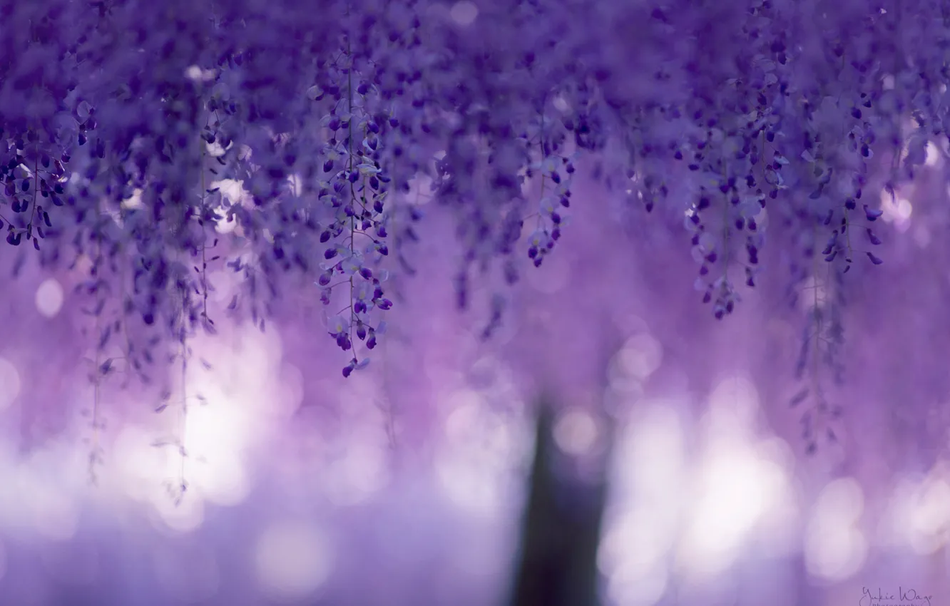 Wallpaper Macro Flowers Glare Blur Purple Lilac Bokeh Wisteria Wisteria Curtains Spring Images For Desktop Section Cvety Download