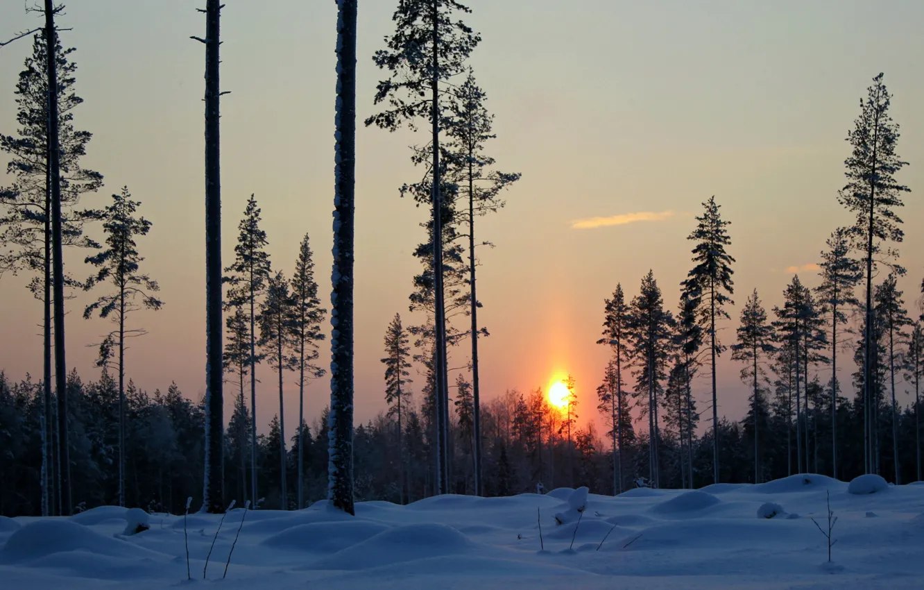 Photo wallpaper winter, forest, snow, trees, sunset, the evening