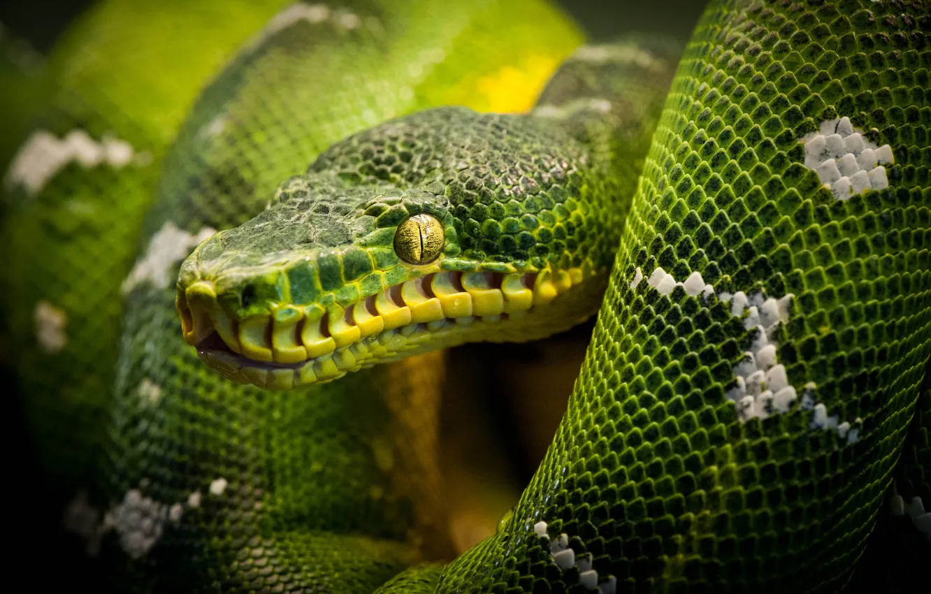Photo wallpaper snake, Python, snake, reptile, reptile