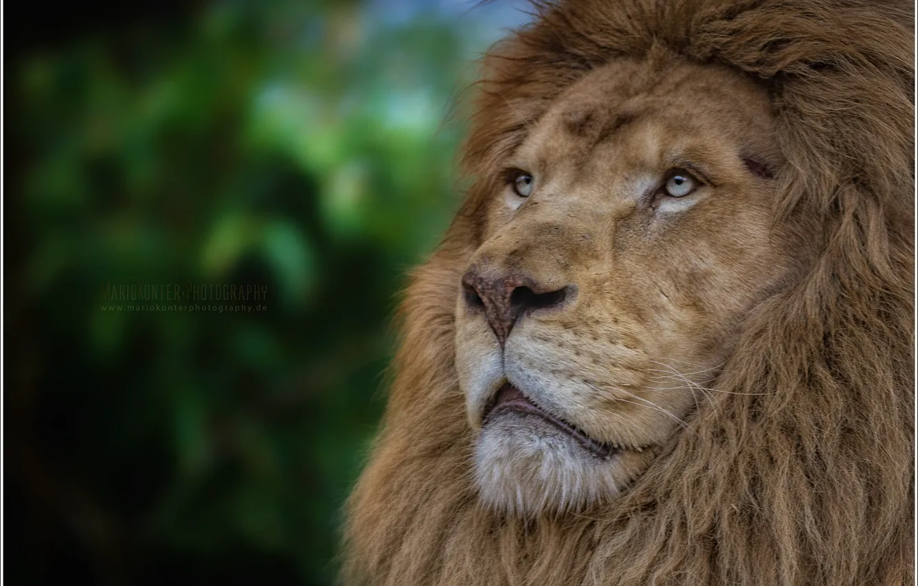 Wallpaper animals, lion, zoo, wildlife, white lion images for desktop,  section животные - download