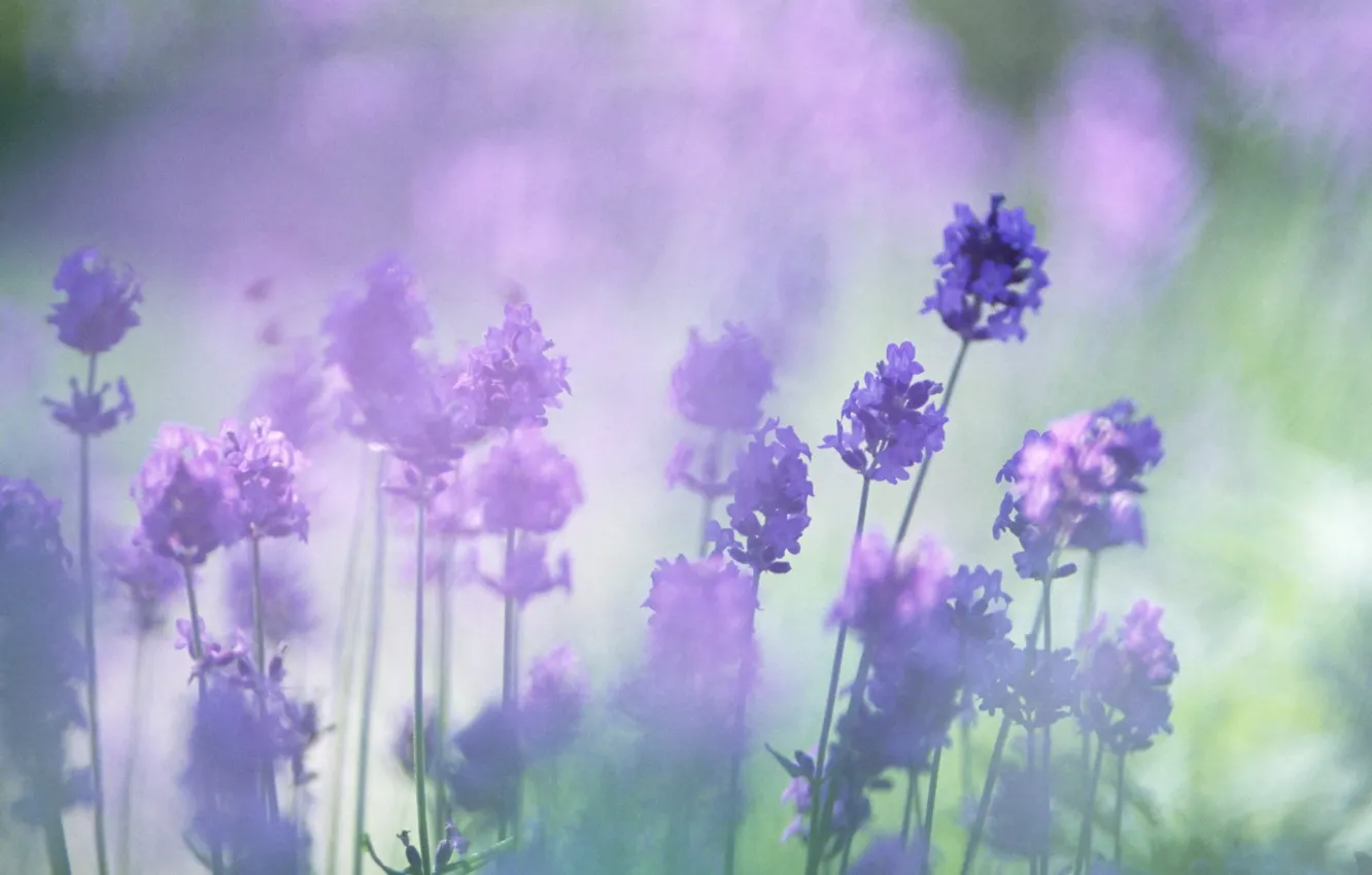 Wallpaper flowers, blur, lavender, the color purple images for desktop,  section цветы - download