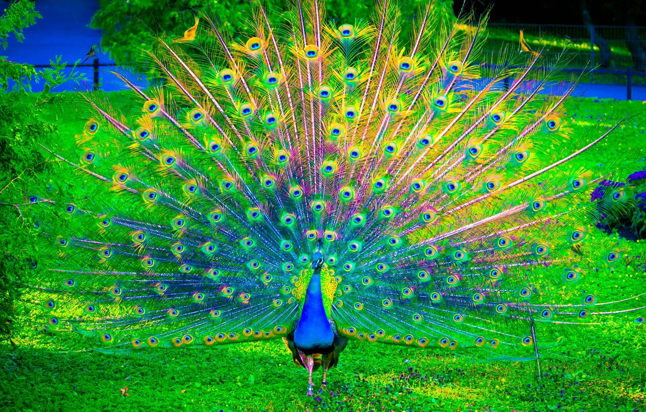 Wallpaper nature, birds, color, peacock images for desktop, section  животные - download