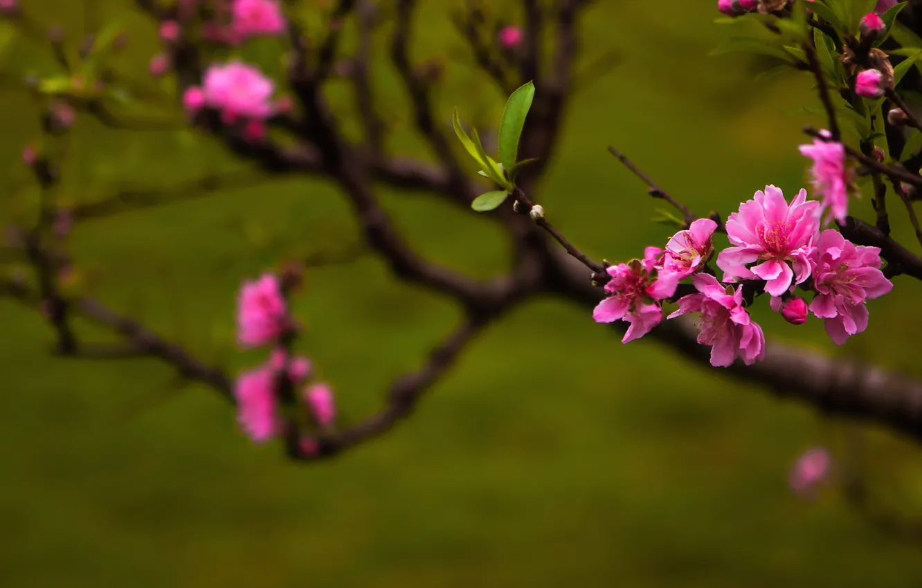 Photo wallpaper nature, spring, Peach blossoms