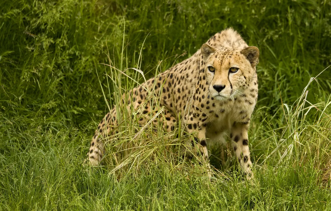 Photo wallpaper predator, Cheetah, Savannah, hunting