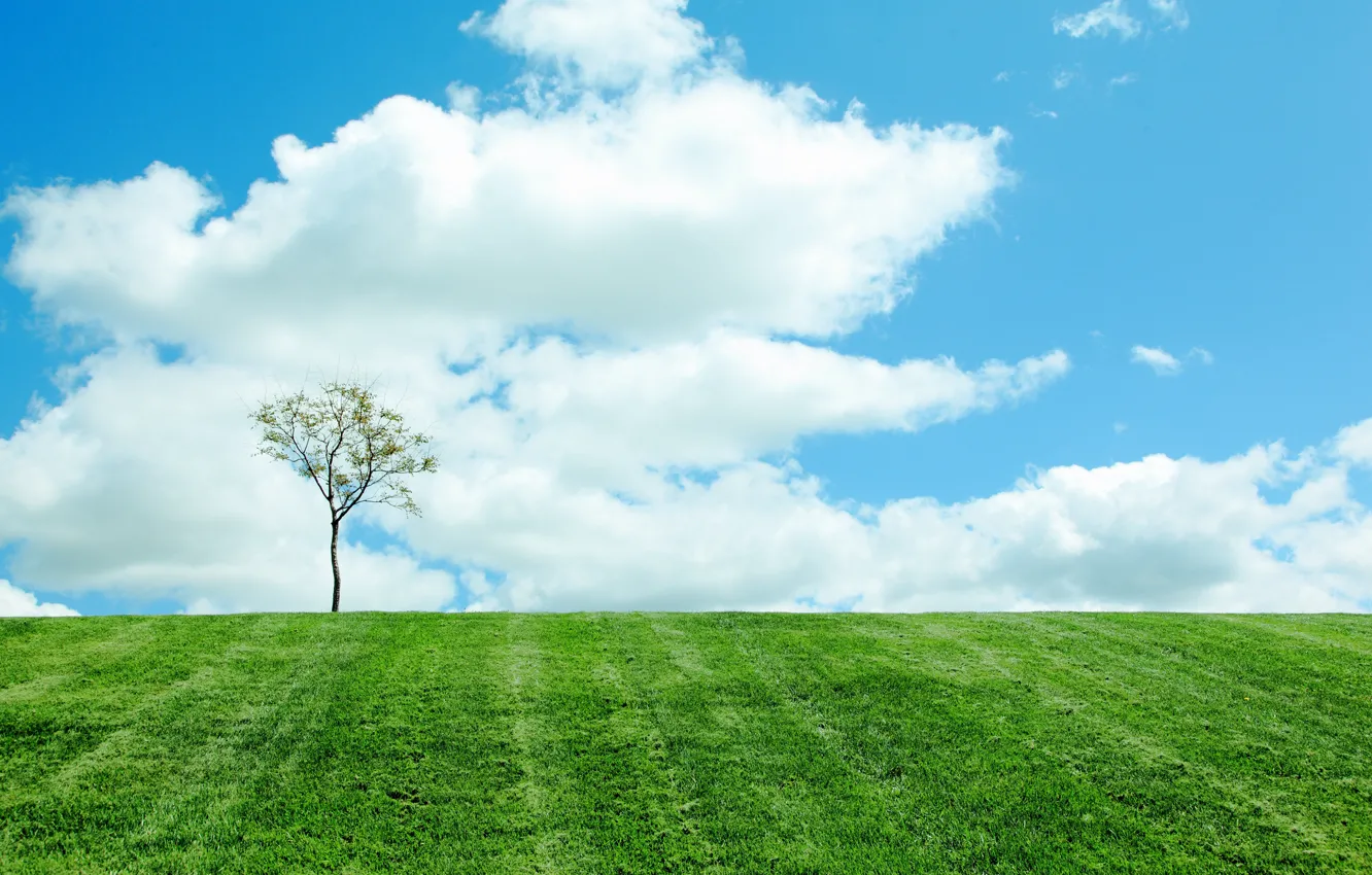 Photo wallpaper field, the sky, clouds, nature, tree, spring