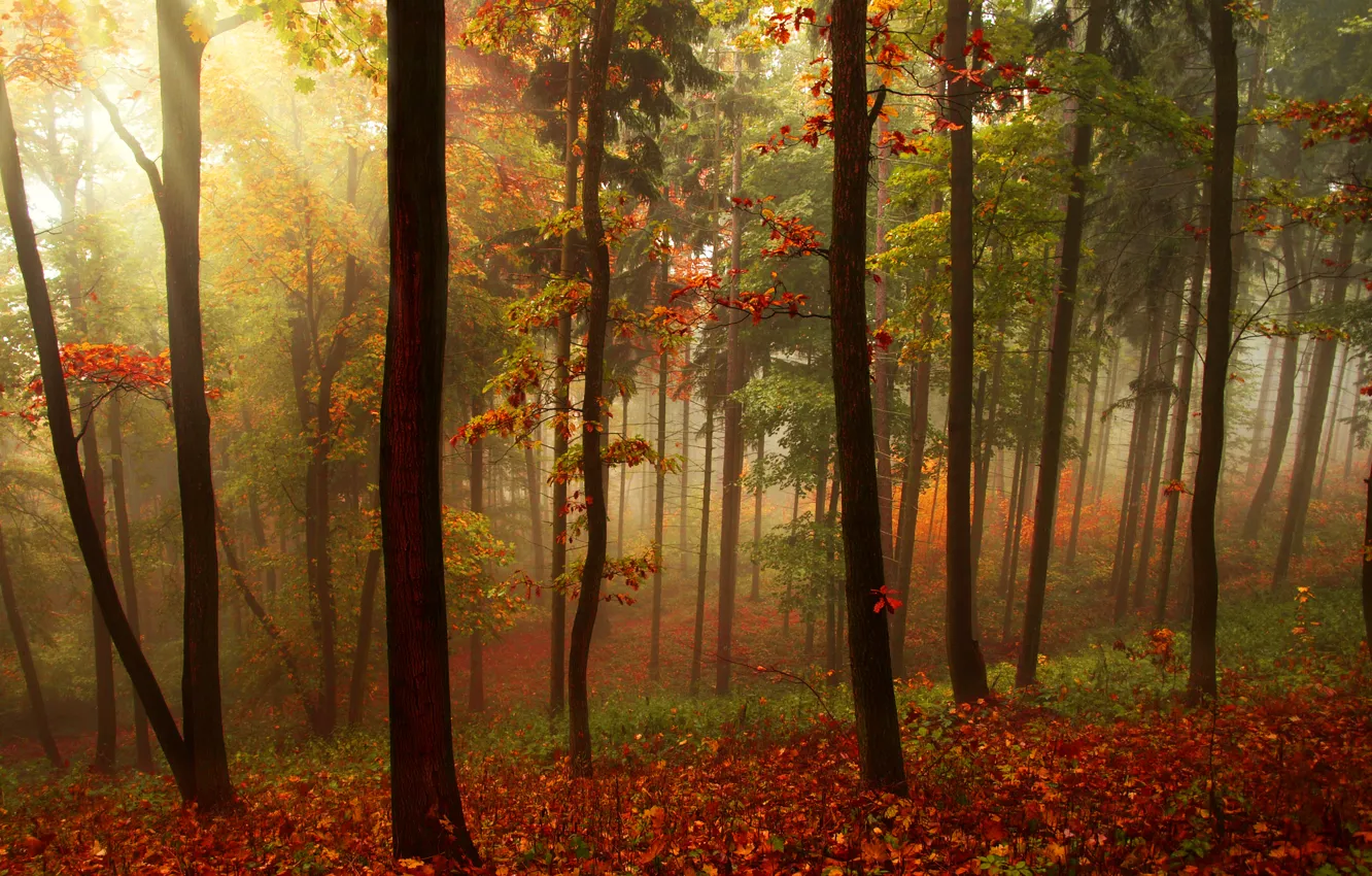 Photo wallpaper autumn, forest, leaves, rays, trees, landscape, nature, beautiful