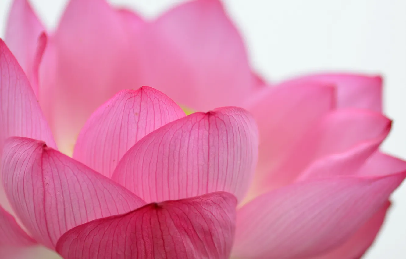 Photo wallpaper macro, petals, Lotus