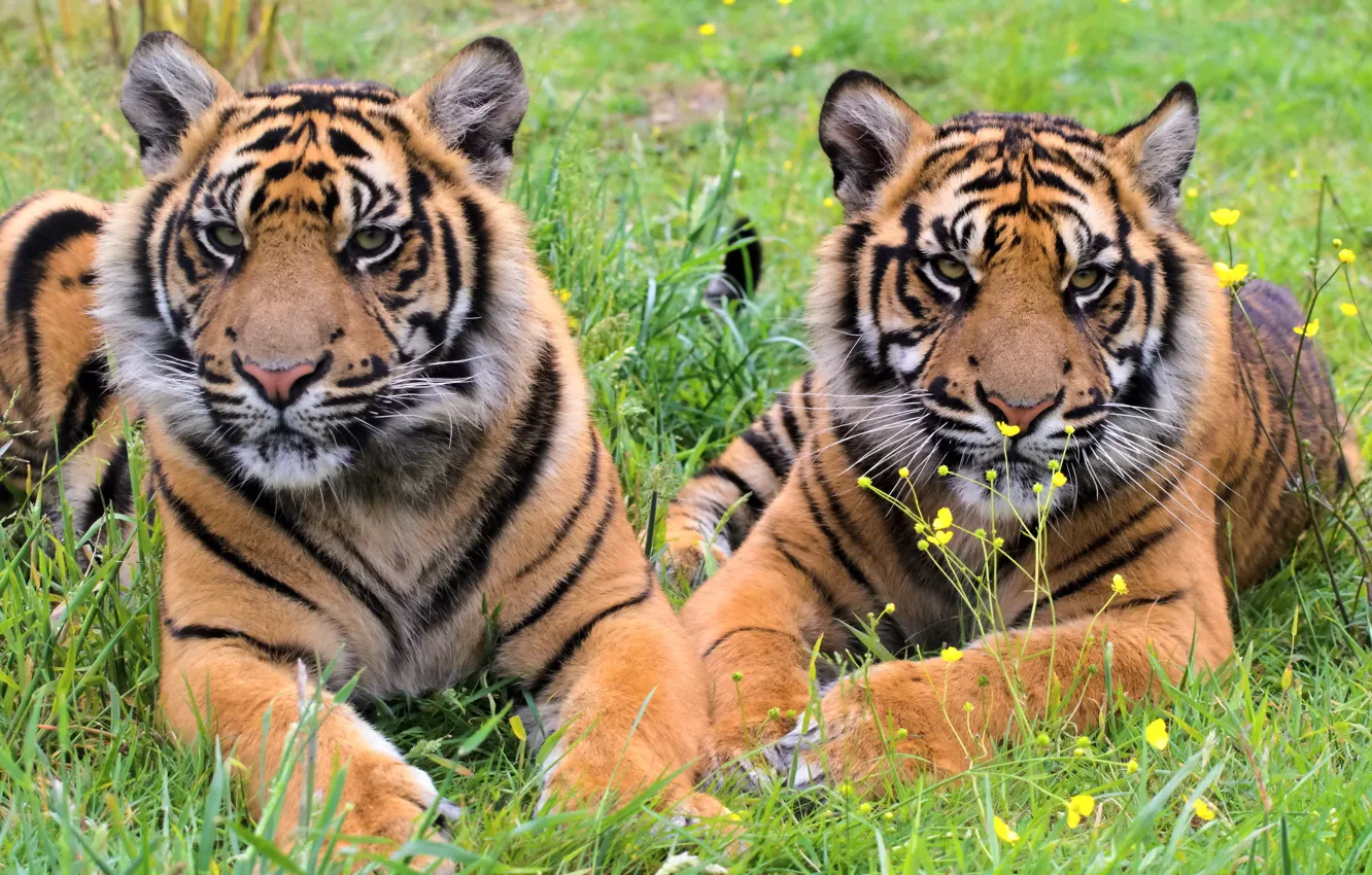 Photo wallpaper grass, tiger, stay, predator, pair, the cubs