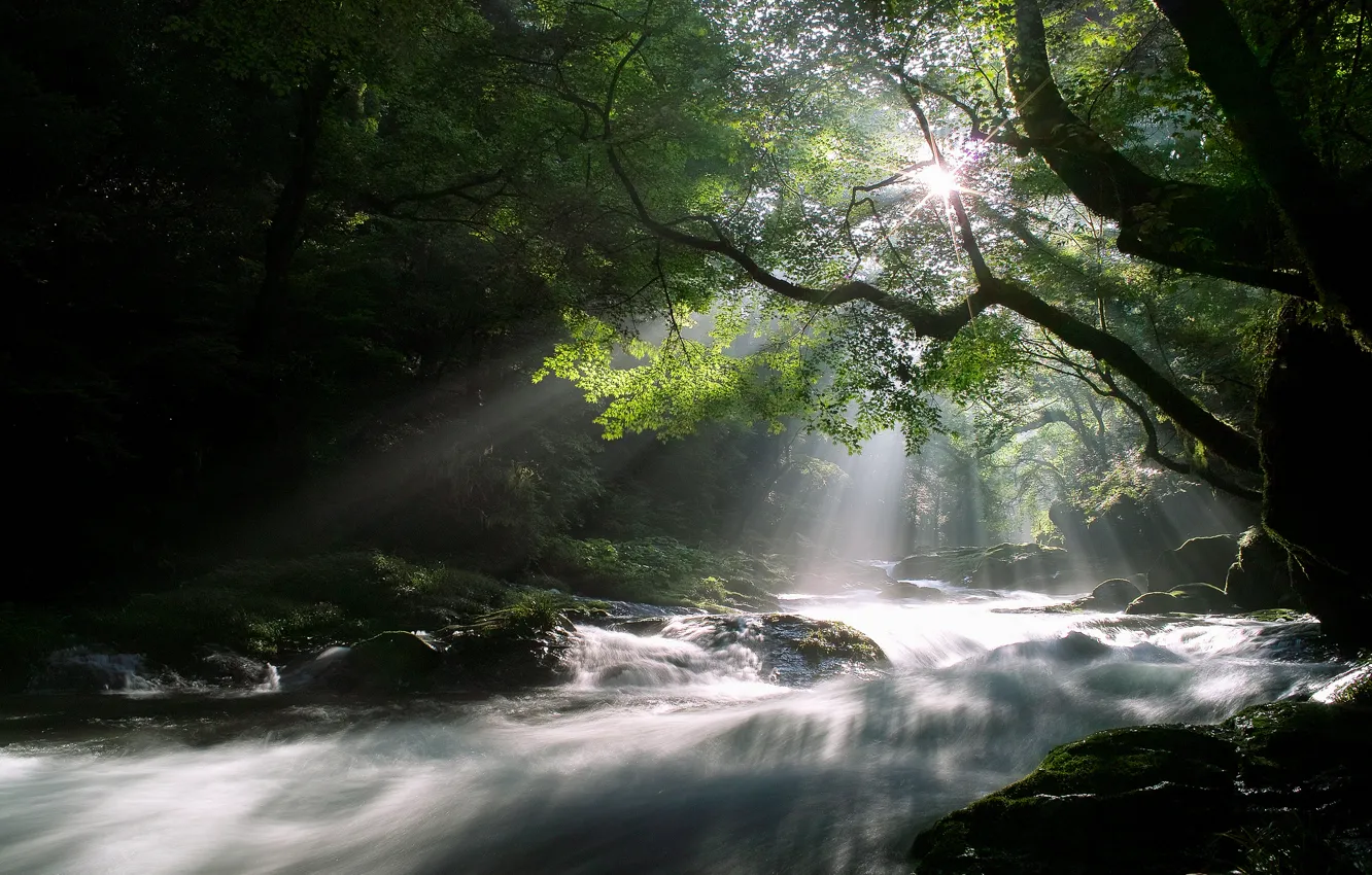 Photo wallpaper forest, the sun, rays, light, trees, nature, river, stream, morning