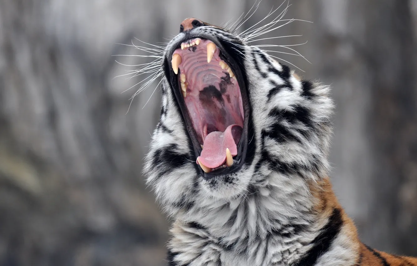 Photo wallpaper language, face, predator, mouth, fangs, wild cat, yawns, the Amur tiger