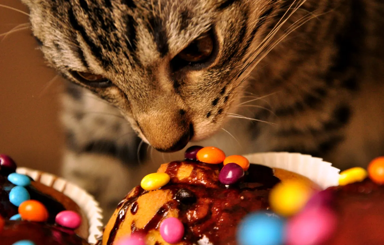 Wallpaper cat, sweets, Maladives images for desktop, section кошки - download