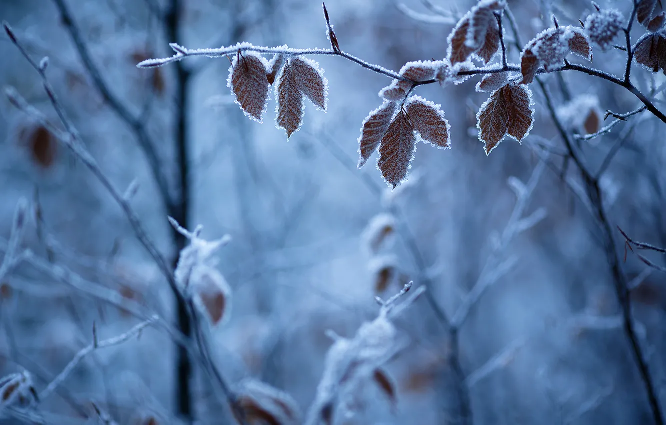 Photo wallpaper winter, frost, leaves, branches, nature, frost