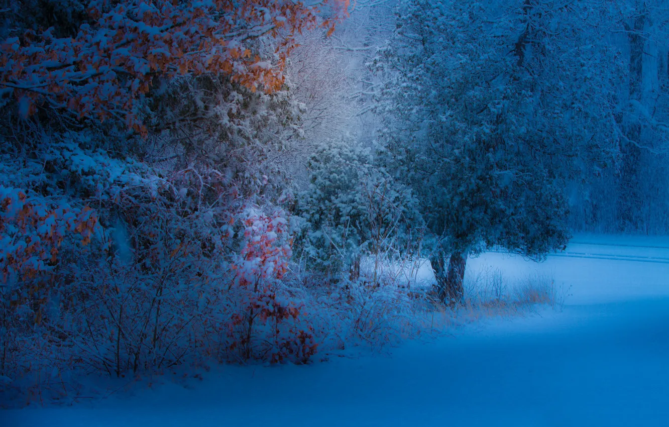 Wallpaper leaves, snow, trees, Park, the evening, yellow, snowfall images  for desktop, section природа - download