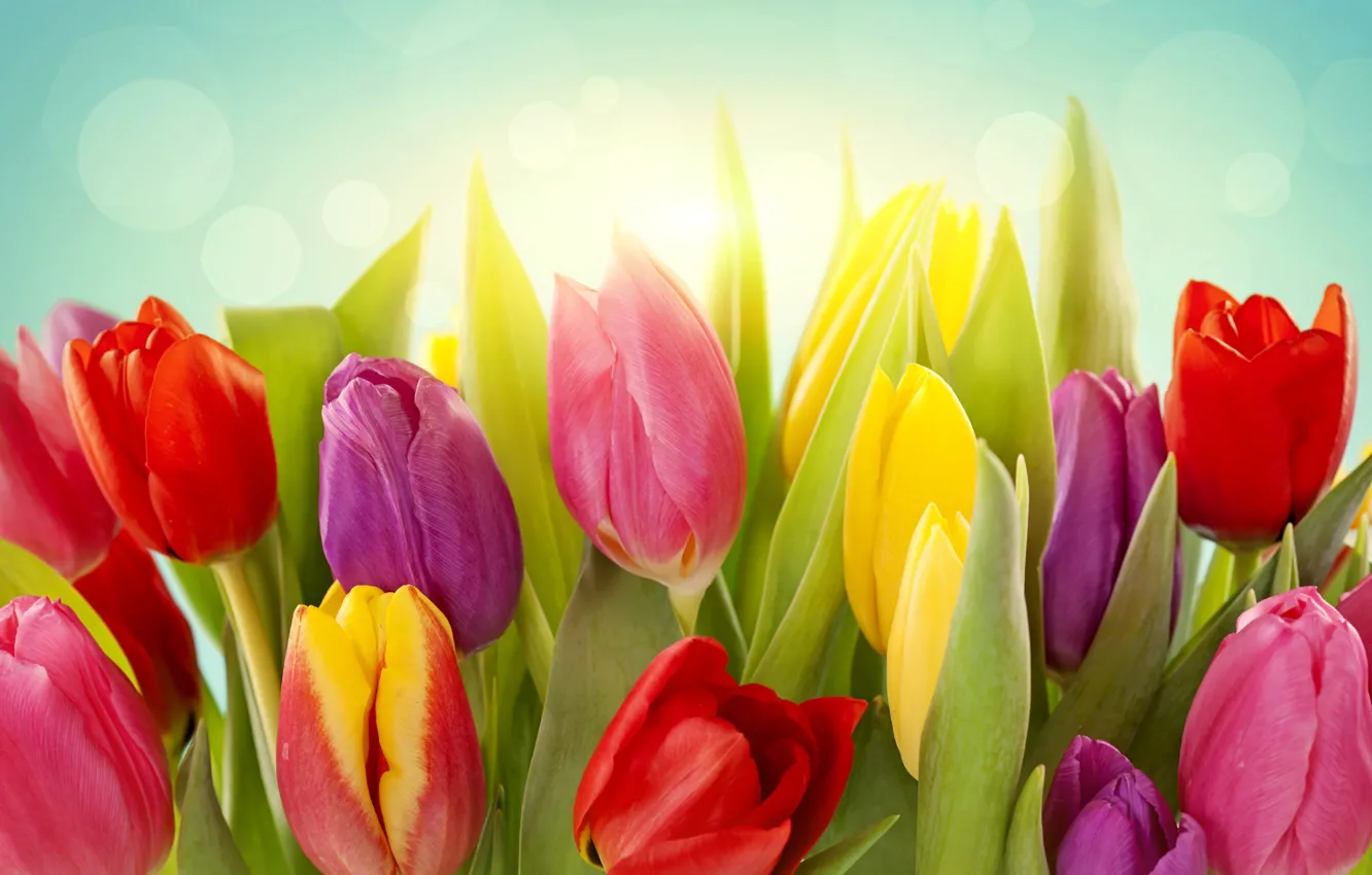 Wallpaper leaves, light, flowers, spring, yellow, tulips, red, pink ...