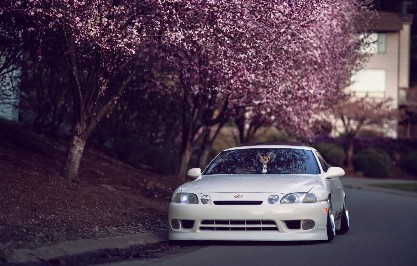 Photo wallpaper car, white, trees, street, Japan, Sakura, lexus, japan, tuning, Lexus, hellaflash, sc 400