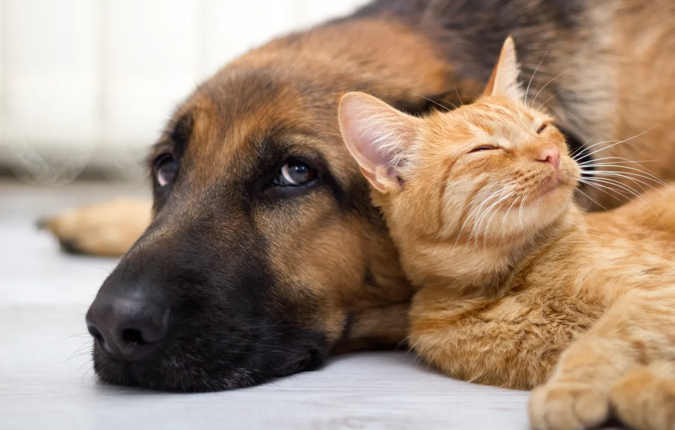 Wallpaper cat, look, dog, friendship images for desktop, section животные -  download