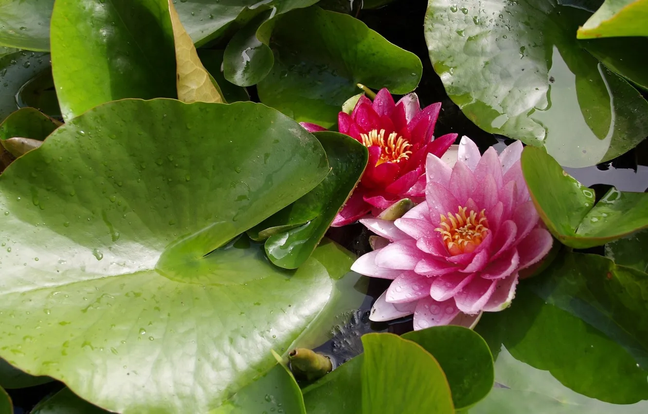 Photo wallpaper water lilies, Nymphaeum, water Lily, Lotus leaf