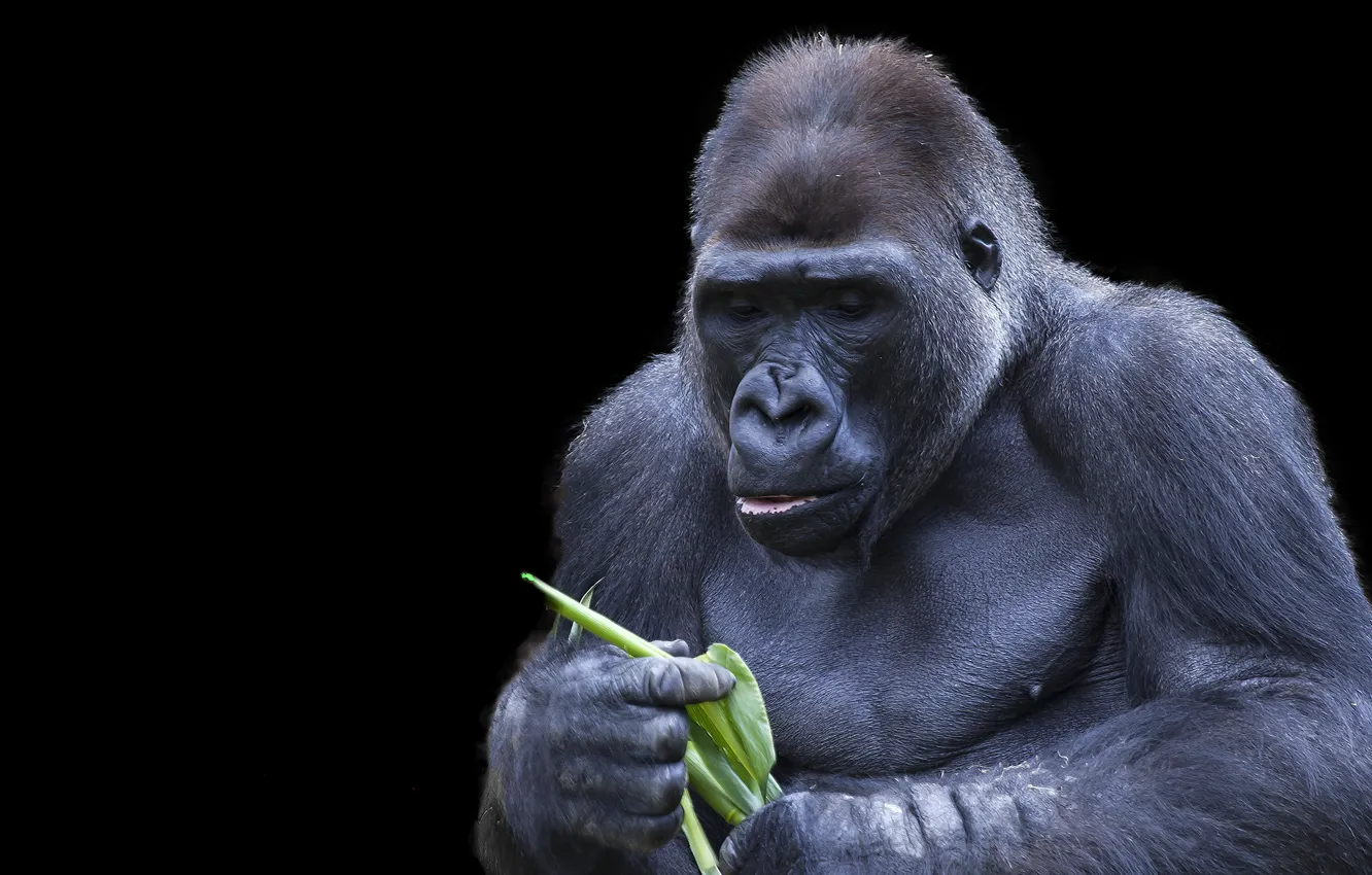 Photo wallpaper background, monkey, Gorilla