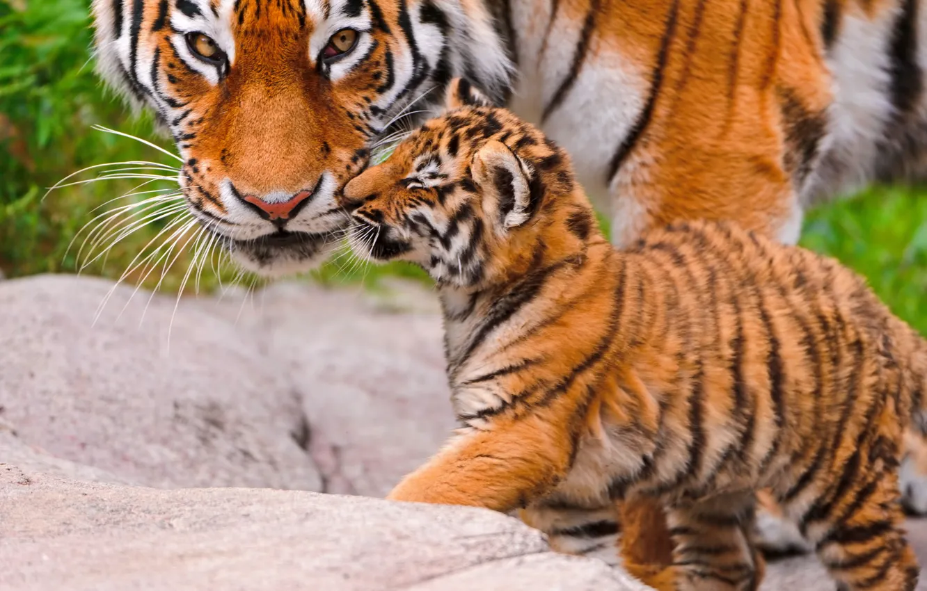 Wallpaper animals, look, tigress, tiger, tiger, big cat, hq Wallpapers  images for desktop, section кошки - download
